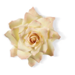 Wilton Gum Paste Succulents Cut-Outs Set, 9-Piece -Wilton Store q8hcrhq1z69lsnfif1u0 71187.1691047018