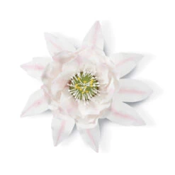 Wilton Gum Paste Succulents Cut-Outs Set, 9-Piece -Wilton Store wy6hqzxtpmi10kbktagy 43015.1691047018